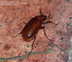 Attēlu rezultāti vaicājumam “Serica brunnea”