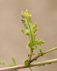 Attēlu rezultāti vaicājumam “Senecio vernalis leaf”