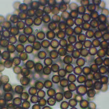 Attēlu rezultāti vaicājumam “Craterium minutum stalked”