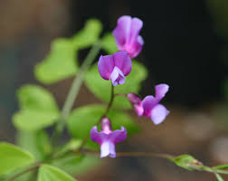 Attēlu rezultāti vaicājumam “Lathyrus vernus”