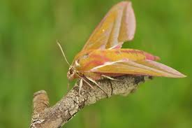 Attēlu rezultāti vaicājumam “Deilephila elpenor”