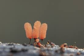 Attēlu rezultāti vaicājumam “Arcyria denudata macro”