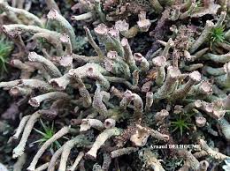 Attēlu rezultāti vaicājumam “Cladonia ochrochlora”