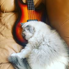 Image result for Cat sleeping in guitar