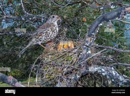Attēlu rezultāti vaicājumam “Turdus viscivorus nest”