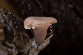 Attēlu rezultāti vaicājumam “Ombrophila violacea spores”