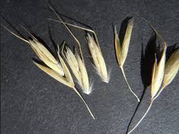 Attēlu rezultāti vaicājumam “Helictotrichon pratense leaf”