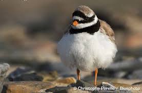 Attēlu rezultāti vaicājumam “Charadrius hiaticula”