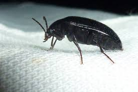 Attēlu rezultāti vaicājumam “Prionychus ater”