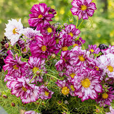 Image result for Cosmos bipinnatus