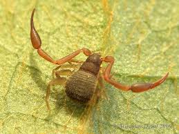 Attēlu rezultāti vaicājumam “Chelifer cancroides”