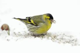 Attēlu rezultāti vaicājumam “Carduelis spinus male”