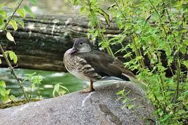 Attēlu rezultāti vaicājumam “Aix galericulata”