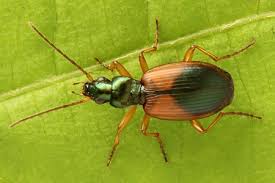 Attēlu rezultāti vaicājumam “Anchomenus dorsalis”