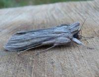 Attēlu rezultāti vaicājumam “Cucullia umbratica”