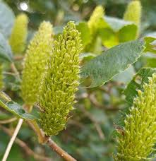 Attēlu rezultāti vaicājumam “Betula humilis fruit”