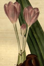 Attēlu rezultāti vaicājumam “Colchicum autumnale flower”