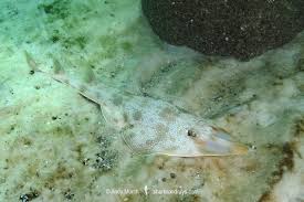 Image result for Pseudobatos lentiginosus