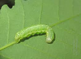 Attēlu rezultāti vaicājumam “Cosmia trapezina”