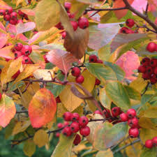 Attēlu rezultāti vaicājumam “Crataegus persimilis leaf”