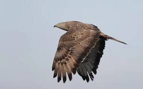 Attēlu rezultāti vaicājumam “Pernis apivorus adult”