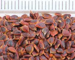 Attēlu rezultāti vaicājumam “Ranunculus acris fruit”