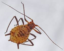 Attēlu rezultāti vaicājumam “Macrosiphoniella absinthii”