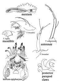 Attēlu rezultāti vaicājumam “Tanytarsus”