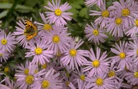 Image result for Aster amellus