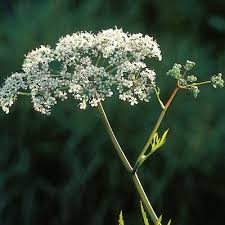 Attēlu rezultāti vaicājumam “Cicuta virosa leaf”