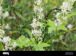 Attēlu rezultāti vaicājumam “Echinocystis lobata flower”