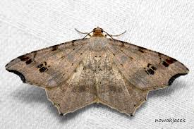 Attēlu rezultāti vaicājumam “Macaria alternata”