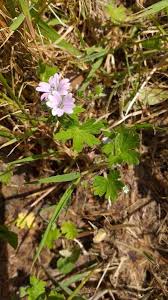 Attēlu rezultāti vaicājumam “Geranium molle flower”