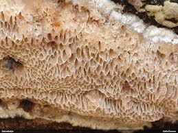 Attēlu rezultāti vaicājumam “Antrodia mellita”