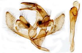 Attēlu rezultāti vaicājumam “Catoptria fulgidella”