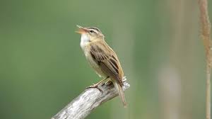 Attēlu rezultāti vaicājumam “Acrocephalus schoenobaenus”