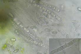 Attēlu rezultāti vaicājumam “Acrocordia gemmata”