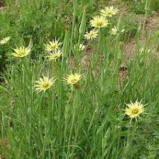 Attēlu rezultāti vaicājumam “Tragopogon heterospermus leaf”