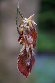 Attēlu rezultāti vaicājumam “Fagus sylvatica fo. purpurea flower”