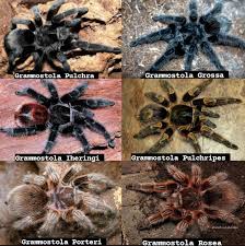 Znalezione obrazy dla zapytania Grammostola grossa