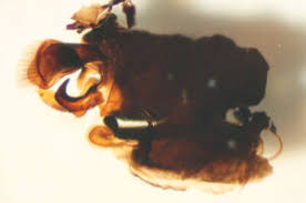 Attēlu rezultāti vaicājumam “Dictenidia bimaculata”