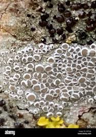 Attēlu rezultāti vaicājumam “Lecanora chlarotera”