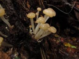 Attēlu rezultāti vaicājumam “Vibrissea decolorans”