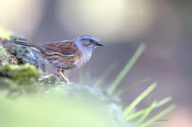 Attēlu rezultāti vaicājumam “Prunella modularis adult”