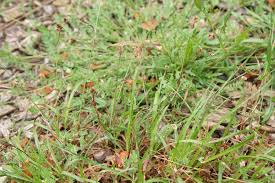Attēlu rezultāti vaicājumam “Luzula campestris fruit”