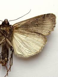 Attēlu rezultāti vaicājumam “Xestia c-nigrum”