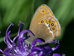 Attēlu rezultāti vaicājumam “Coenonympha hero underside”
