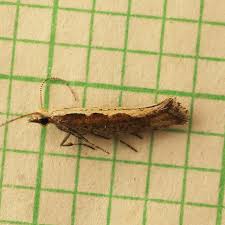 Attēlu rezultāti vaicājumam “Plutella xylostella”