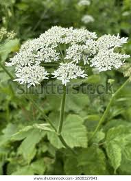 Image result for Heracleum sphondylium