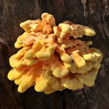 Attēlu rezultāti vaicājumam “Symphytocarpus trechisporus sessile”